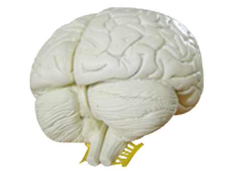 SD-086 33211�X����ģ��