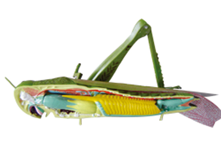 SD-089 33101���x(ch��ng)����ģ��